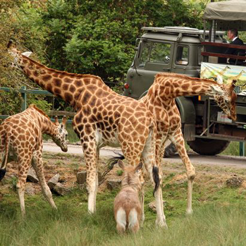 Port Lympne Wildlife Park